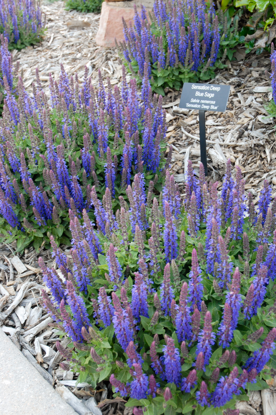Sensation Deep Blue Sage
